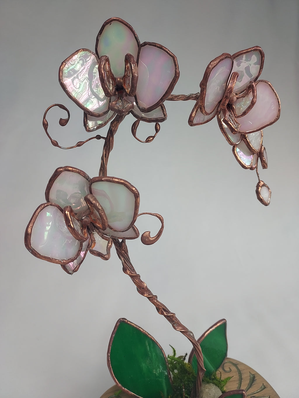 Opalescent White Eternal Orchid - Valentine's Day Series