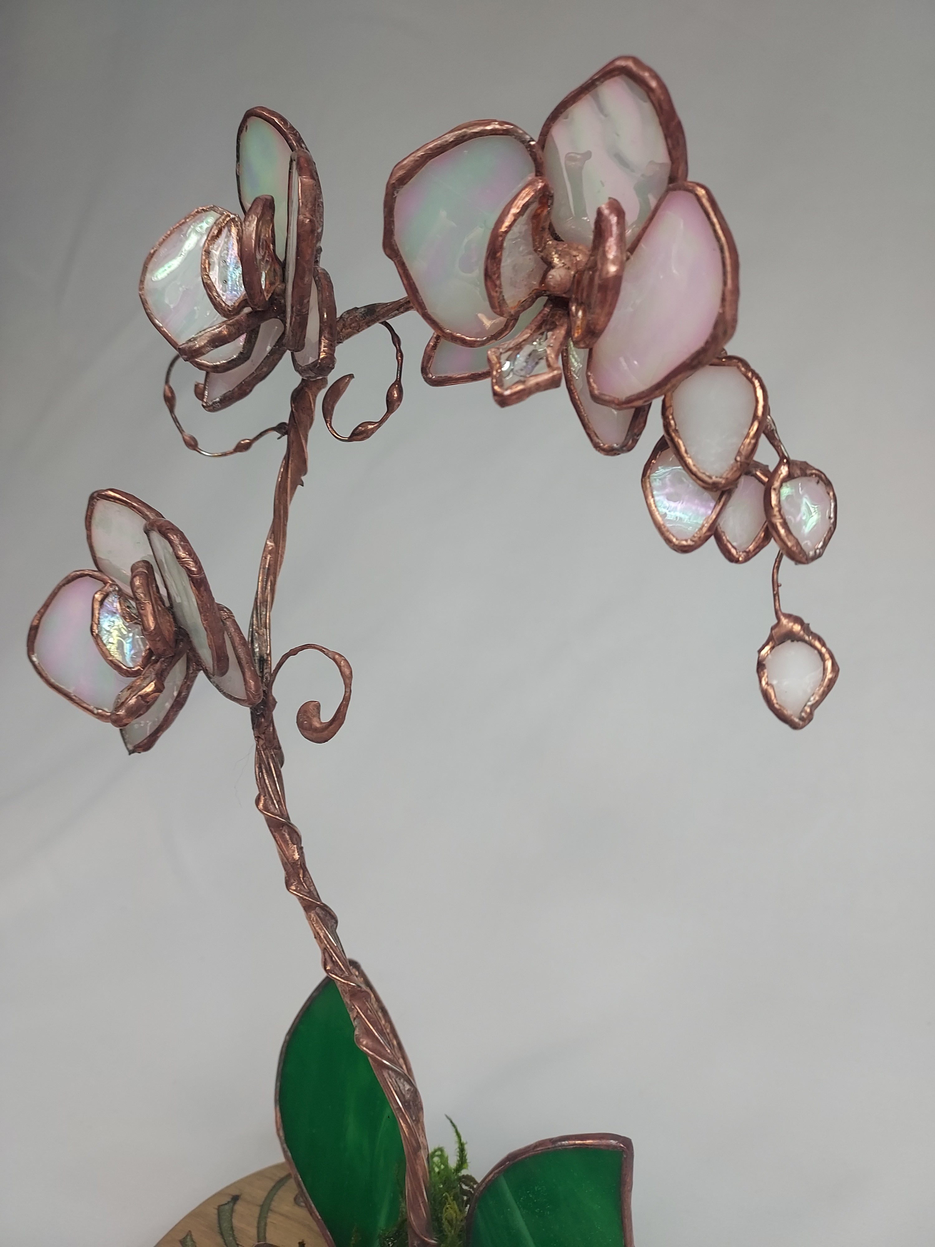 Opalescent White Eternal Orchid - Valentine's Day Series