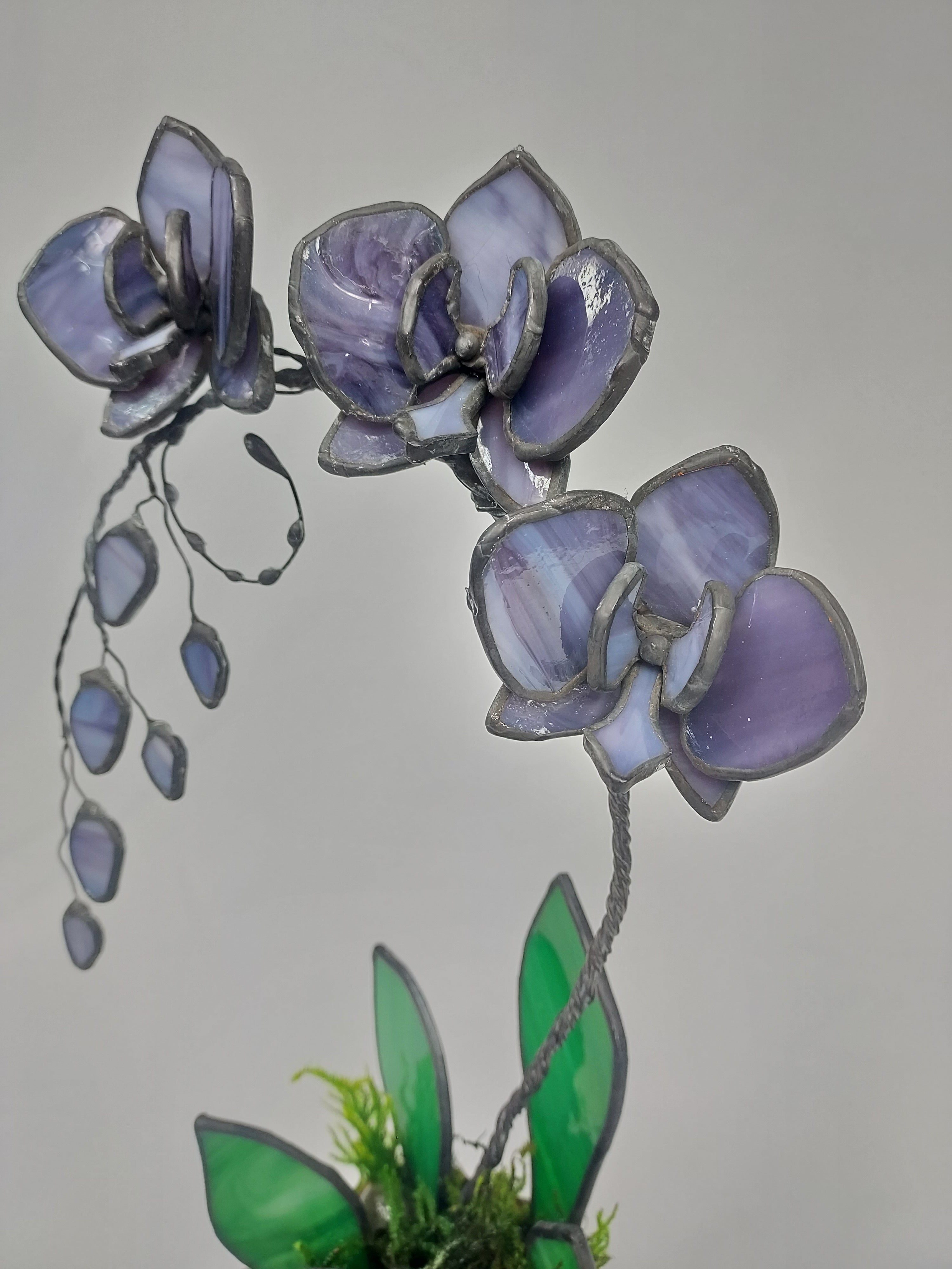 Midnight Amethyst Eternal Orchid - Valentine's Day Series