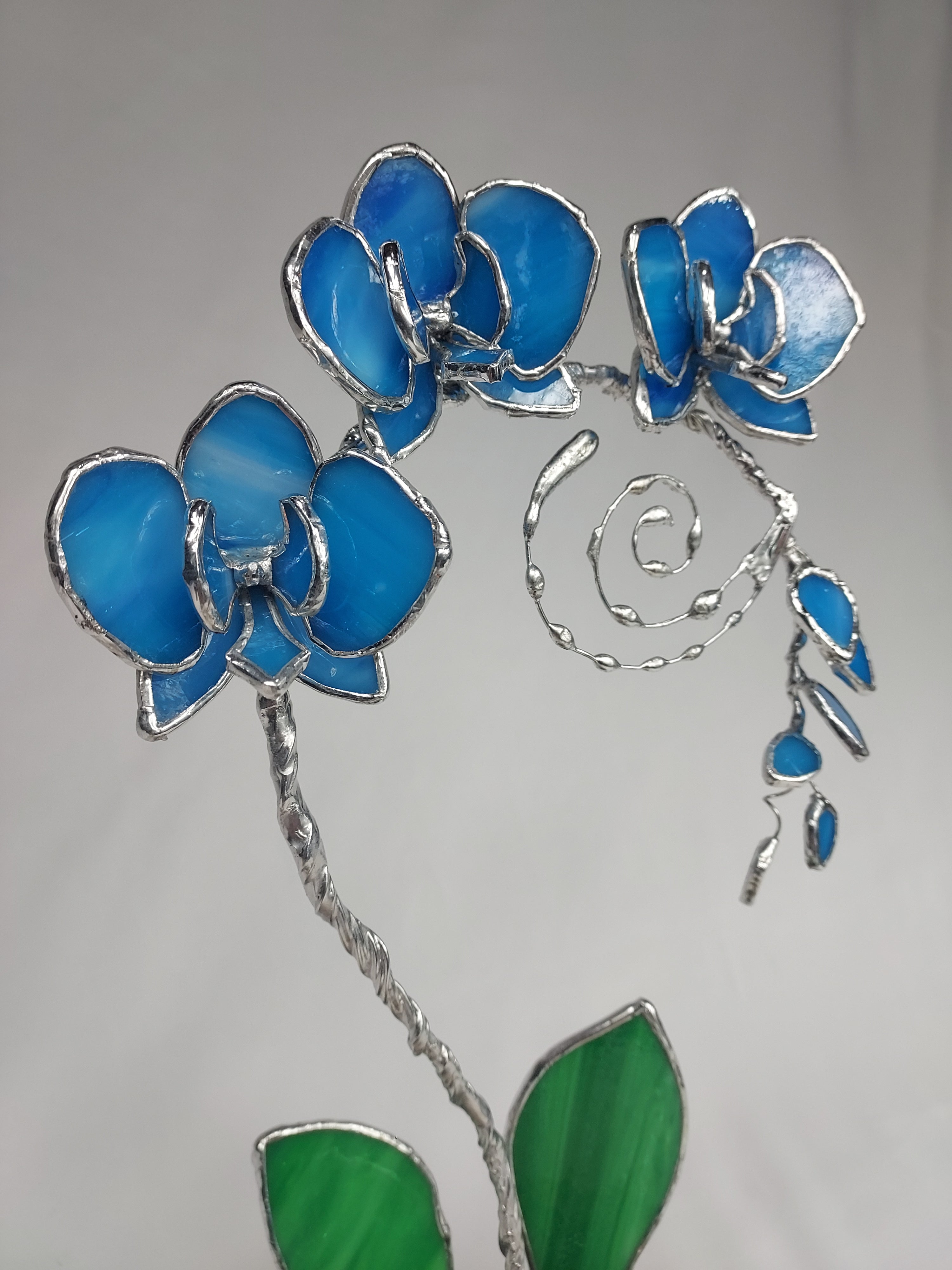 Ocean Blue Eternal Orchid - Valentine's Day Series