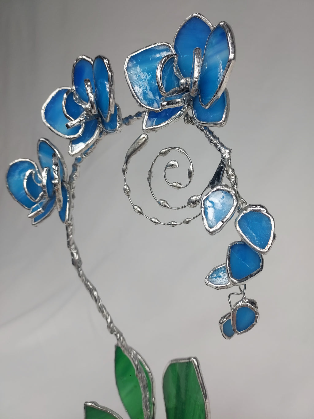 Ocean Blue Eternal Orchid - Valentine's Day Series