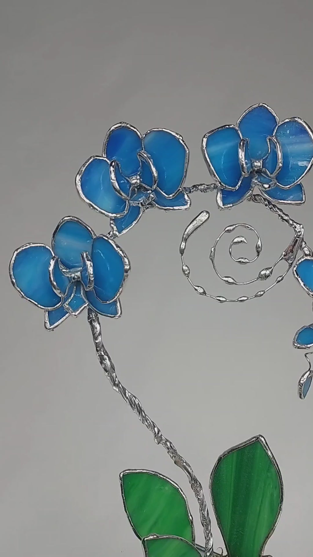 Ocean Blue Eternal Orchid - Valentine's Day Series