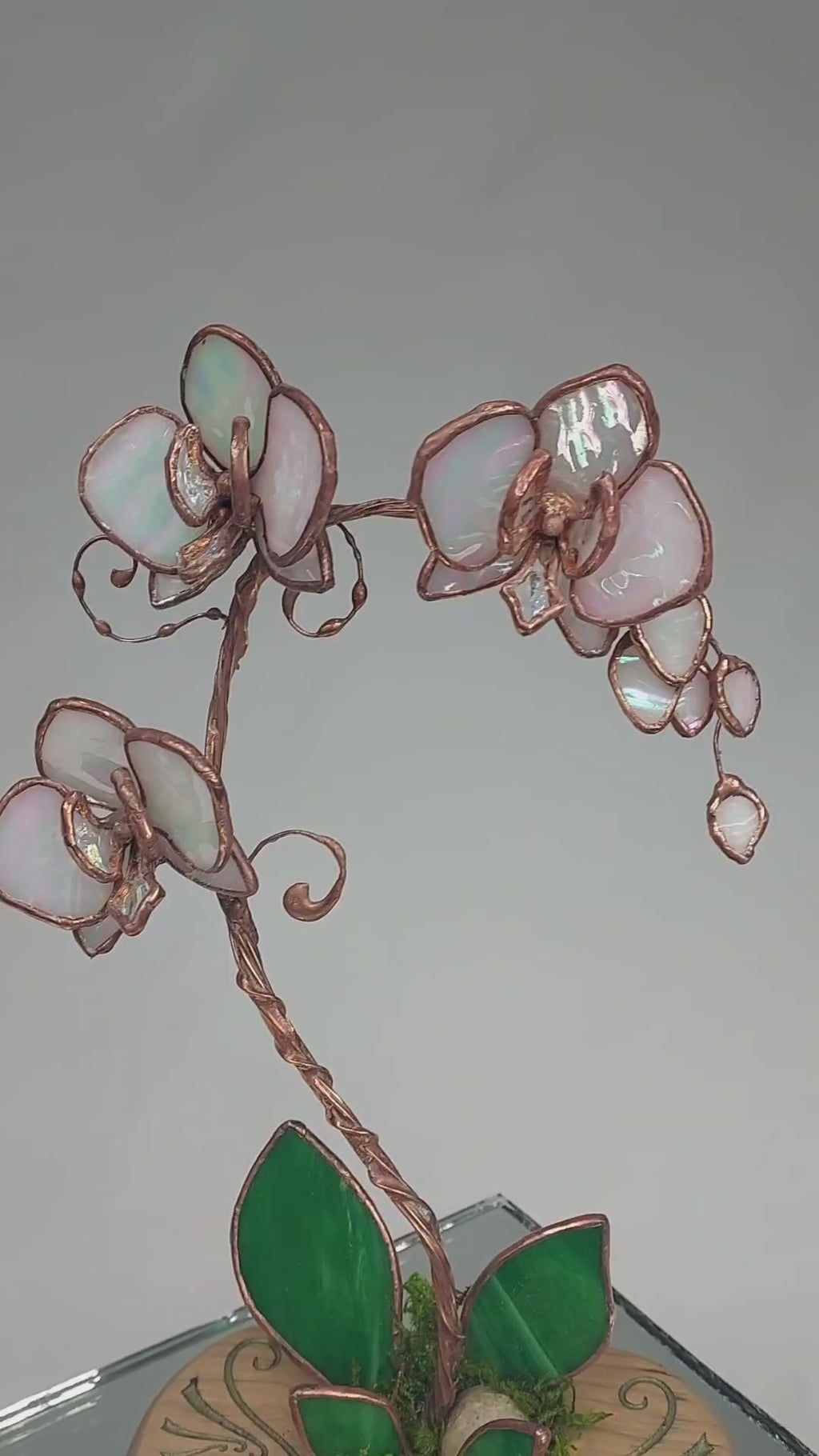 Opalescent White Eternal Orchid - Valentine's Day Series